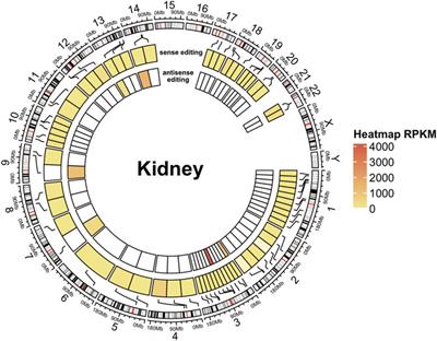 ADAR RNA editing on antisense RNAs results in apparent U-to-C base changes on overlapping sense transcripts